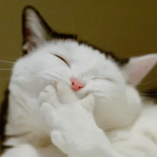 😹-M A N I  pack, Telegram Sticker
