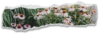 🦋-@strawmilky cwutie border-, Telegram Sticker