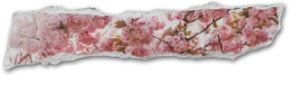 🦋-@strawmilky cwutie border-, Telegram Sticker