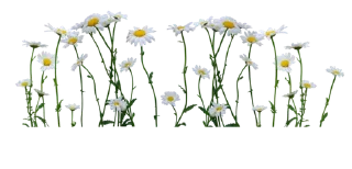 🦋-@strawmilky cwutie border-, Telegram Sticker