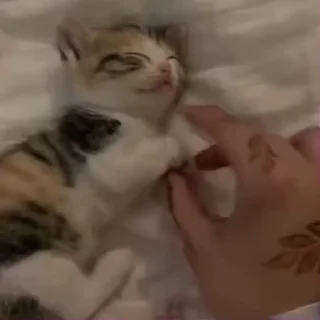 ❤️-афанеска fav :: @fStikBot, Telegram Sticker