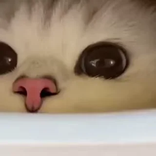 🥺-афанеска fav :: @fStikBot, Telegram Sticker