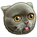 🐱-Just zoo it!, Telegram Sticker