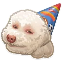 🎉-Just zoo it!, Telegram Sticker