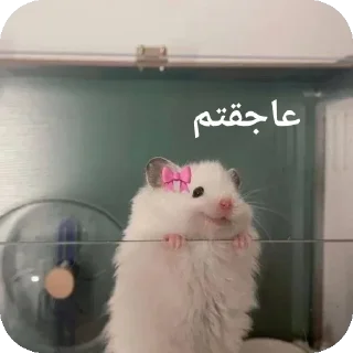 🐭-@stjckers شماره مجازی ارزان @Majazinoo_accbot, Telegram Sticker