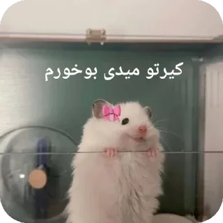 🤤-@stjckers شماره مجازی ارزان @Majazinoo_accbot, Telegram Sticker