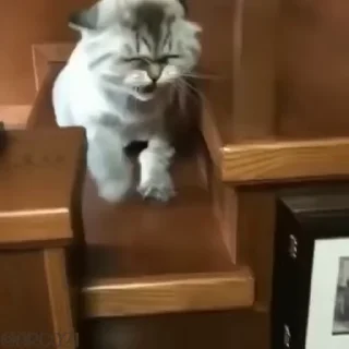 😾-@stjckers شماره مجازی ارزان @Majazinoo_accbot, Telegram Sticker