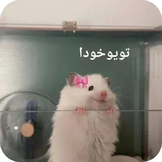 🥹-@stjckers شماره مجازی ارزان @Majazinoo_accbot, Telegram Sticker