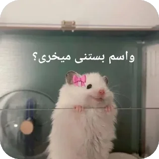 🐭-@stjckers شماره مجازی ارزان @Majazinoo_accbot, Telegram Sticker