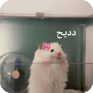 🐭-@stjckers شماره مجازی ارزان @Majazinoo_accbot, Telegram Sticker