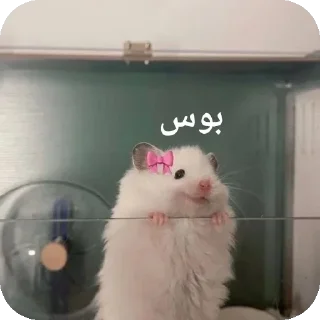 😽-@stjckers شماره مجازی ارزان @Majazinoo_accbot, Telegram Sticker