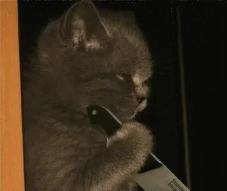 😾-@stjckers شماره مجازی ارزان @Majazinoo_accbot, Telegram Sticker