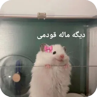 🐭-@stjckers شماره مجازی ارزان @Majazinoo_accbot, Telegram Sticker