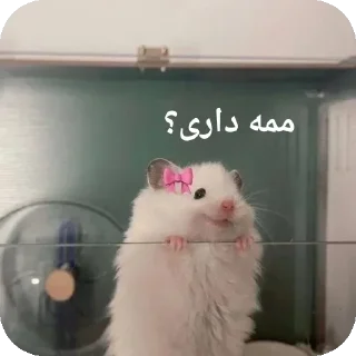 🍑-@stjckers شماره مجازی ارزان @Majazinoo_accbot, Telegram Sticker