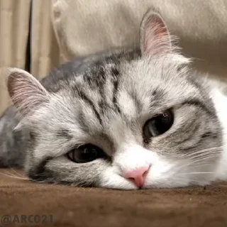 😓-@stjckers شماره مجازی ارزان @Majazinoo_accbot, Telegram Sticker