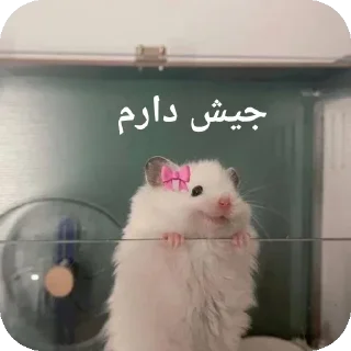 💦-@stjckers شماره مجازی ارزان @Majazinoo_accbot, Telegram Sticker