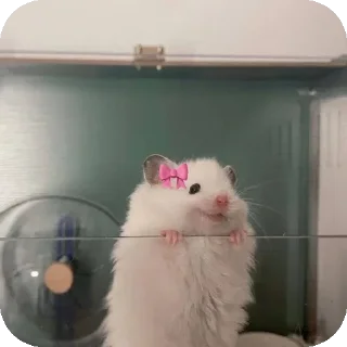 @stjckers شماره مجازی ارزان @Majazinoo_accbot