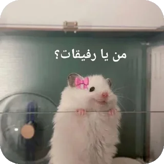 🐭-@stjckers شماره مجازی ارزان @Majazinoo_accbot, Telegram Sticker