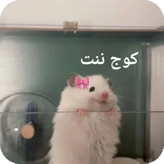 🐭-@stjckers شماره مجازی ارزان @Majazinoo_accbot, Telegram Sticker