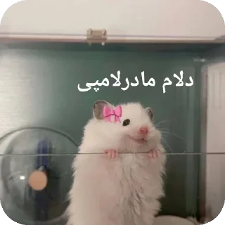 🐭-@stjckers شماره مجازی ارزان @Majazinoo_accbot, Telegram Sticker