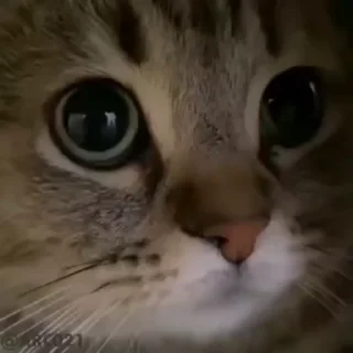 🥺-@stjckers شماره مجازی ارزان @Majazinoo_accbot, Telegram Sticker