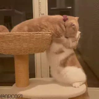 😻-@stjckers شماره مجازی ارزان @Majazinoo_accbot, Telegram Sticker