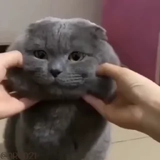 🤗-@stjckers شماره مجازی ارزان @Majazinoo_accbot, Telegram Sticker