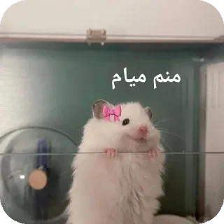 🥹-@stjckers شماره مجازی ارزان @Majazinoo_accbot, Telegram Sticker