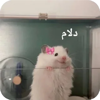 ✋-@stjckers شماره مجازی ارزان @Majazinoo_accbot, Telegram Sticker