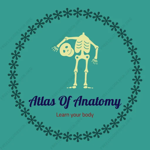 @AtlasOfAnatomy 🫀🫁🧠, telegram sticker