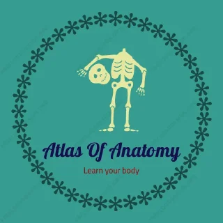 ☑️-@AtlasOfAnatomy 🫀🫁🧠, Telegram Sticker