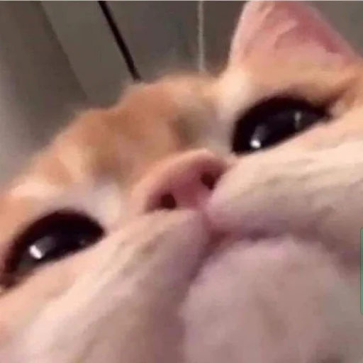 meong, telegram sticker