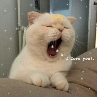 🐱-meong, Telegram Sticker