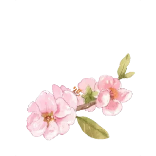 🌉-بَـريق الزهَـر 🪞, Telegram Sticker
