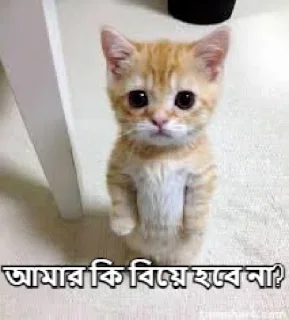 🥺-Bangali's stickers, Telegram Sticker