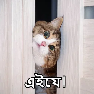 👀-Bangali's stickers, Telegram Sticker