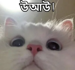 😍-Bangali's stickers, Telegram Sticker
