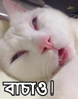 😵-Bangali's stickers, Telegram Sticker