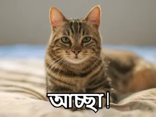 😇-Bangali's stickers, Telegram Sticker