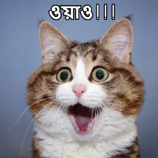 😮-Bangali's stickers, Telegram Sticker