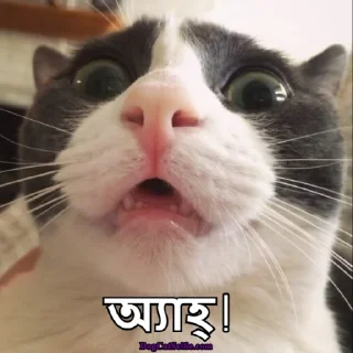 😐-Bangali's stickers, Telegram Sticker