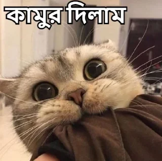 😇-Bangali's stickers, Telegram Sticker