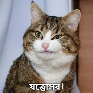 😒-Bangali's stickers, Telegram Sticker