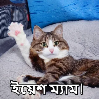 😃-Bangali's stickers, Telegram Sticker