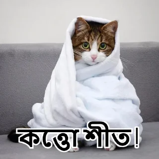 🥶-Bangali's stickers, Telegram Sticker
