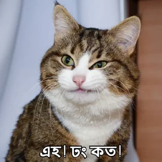 😑-Bangali's stickers, Telegram Sticker