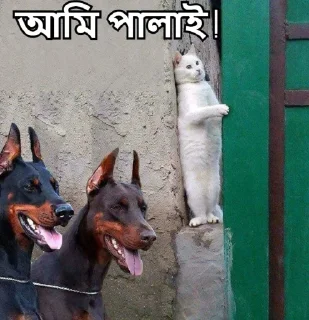 😶-Bangali's stickers, Telegram Sticker