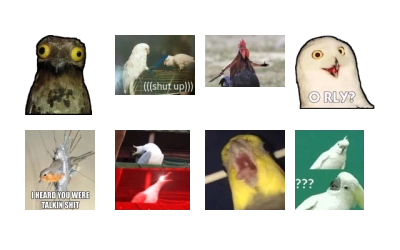 birBs