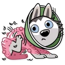 😷-Chuck the Husky, Telegram Sticker
