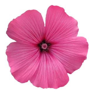 🌺-@Buddha_teaching, Telegram Sticker